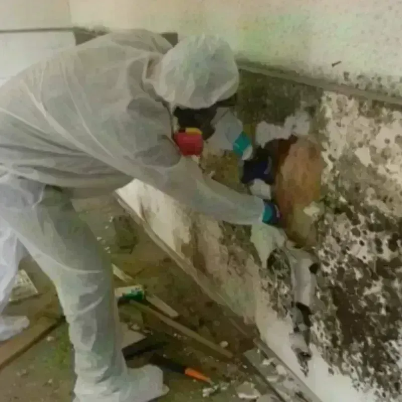 Mold Remediation and Removal in Lake Lucerne, FL